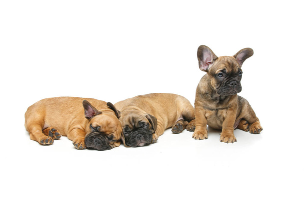 милый французский бульдог щенки спят
 - Фото, изображение