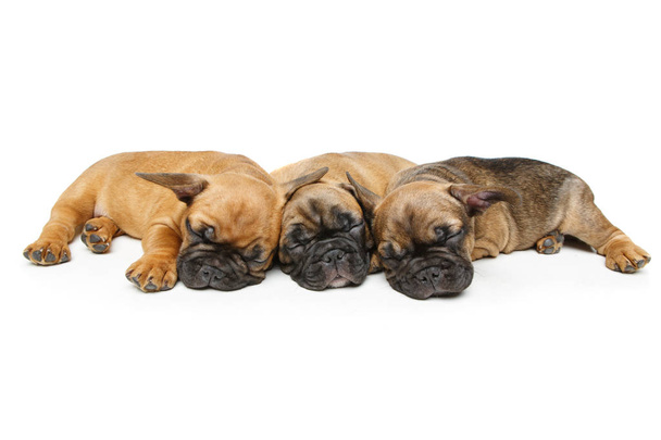 lindo francés bulldog cachorros durmiendo
 - Foto, Imagen