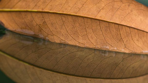 Zwiędły liść na lustro natura - Zdjęcie, obraz