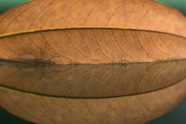 Feuille flétrie sur miroir nature
 - Photo, image
