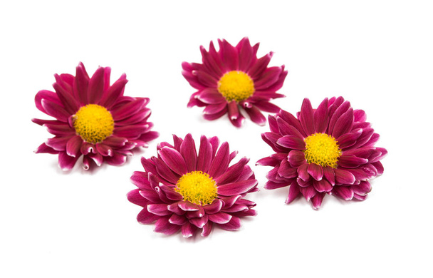 izole Kasımpatı çiçeği  - Fotoğraf, Görsel