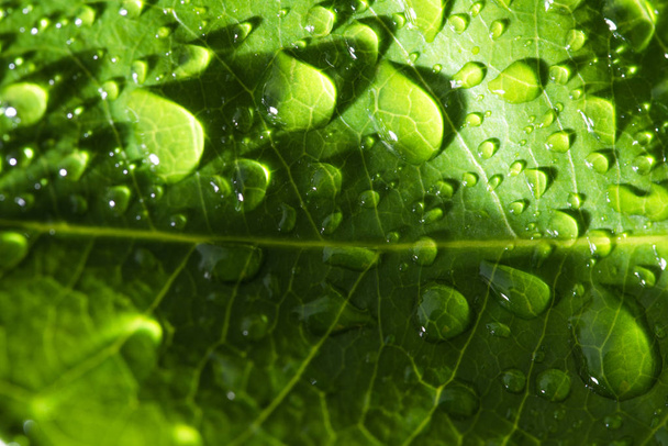 yağmur damlası ile yaprak - Fotoğraf, Görsel