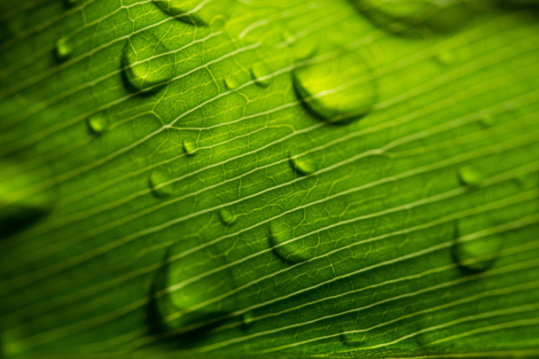 Лист з дощова крапля
 - Фото, зображення
