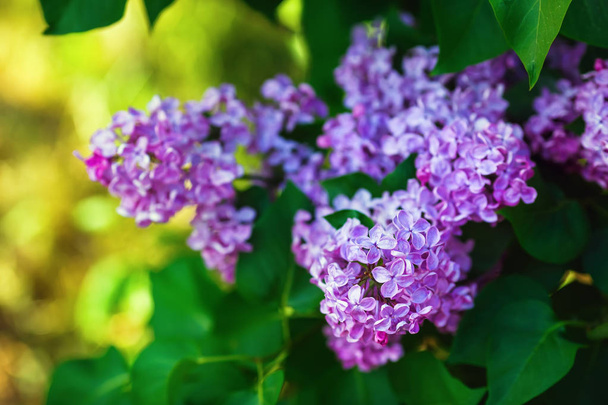 Flores lilás florescentes - Foto, Imagem