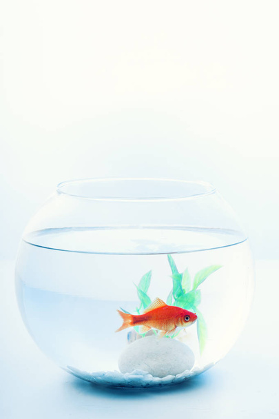 pez dorado en una pecera aislada
 - Foto, imagen