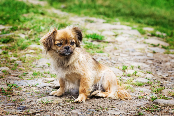 Portrait de chien pékinois sur une herbe
 - Photo, image