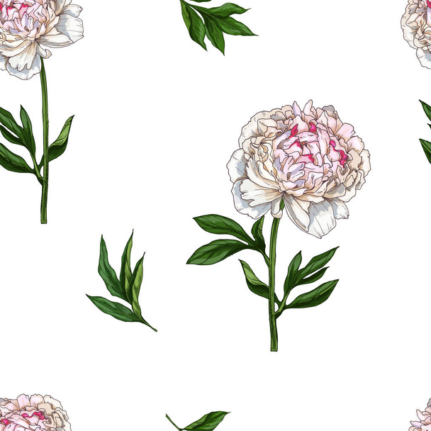Wzór z delikatnie różowa piwonia kwiat na białym tle. Ilustracja wektorowa. - Wektor, obraz