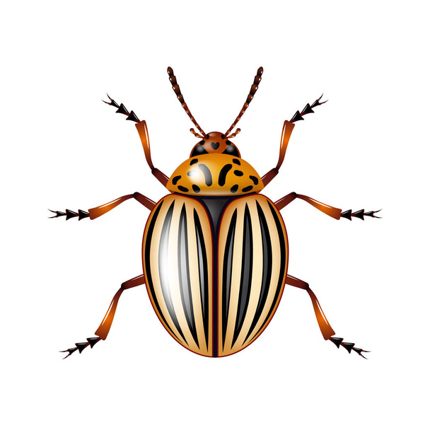 Beyaz vektörde izole edilmiş Colorado böceği - Vektör, Görsel