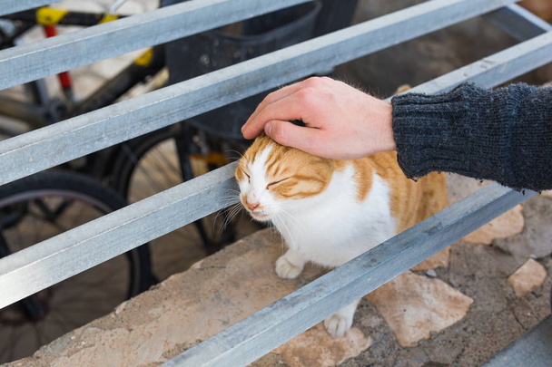 Obdachlose Katze, Haustier und Tiere Konzept - Mann streichelt Katzen den Kopf - Foto, Bild