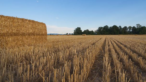 Campo de trigo cosechado con fardos de heno al atardecer - Sezzadio
 - Foto, Imagen