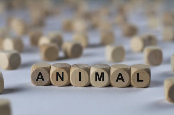 állati kocka betűk, jel-val Fakockák - Fotó, kép
