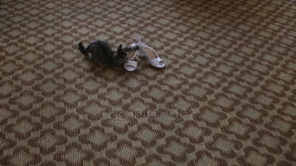 Bir ayakkabı ile oynayan yavru kedi - Video, Çekim