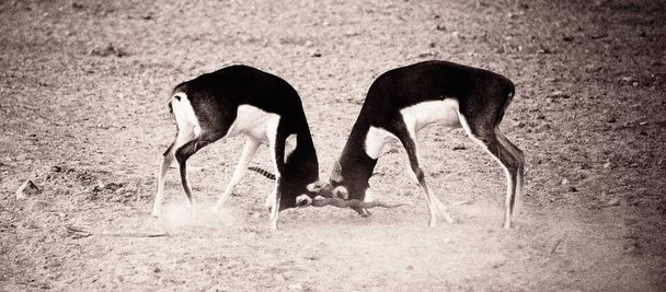 Zand Gazelle in Sir Bani Yas Island - Foto, afbeelding