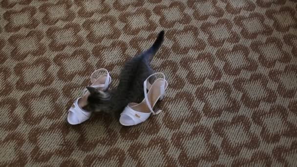 Kitten spelen met een bruiloft schoen - Video