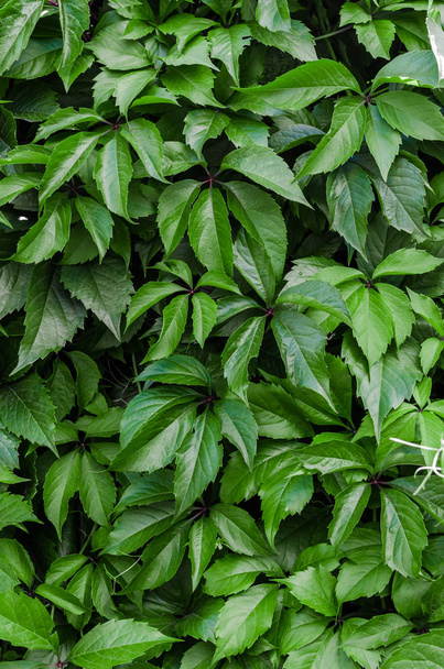 Wall of green ivy leaves - Φωτογραφία, εικόνα