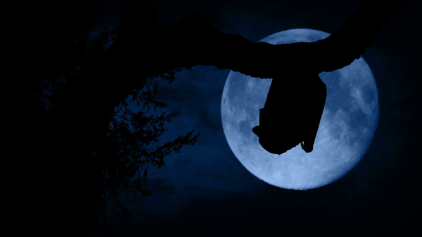 chauve-souris vole au large de la lune passée dans la forêt
 - Séquence, vidéo