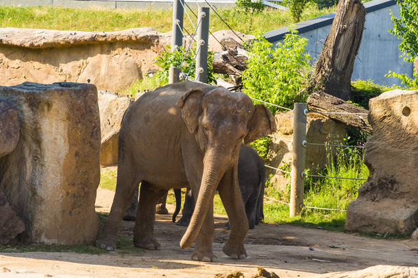 Um jovem elefante com adulto
. - Foto, Imagem