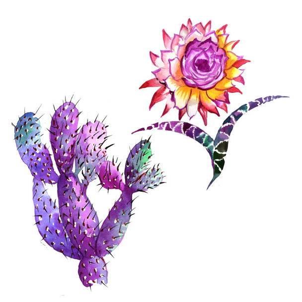Wildflower Cactusbloem in een aquarel stijl geïsoleerd. - Foto, afbeelding