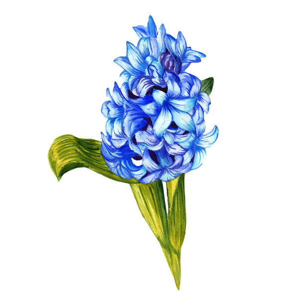 Wildflower hyacinth flower in a watercolor style isolated. - 写真・画像