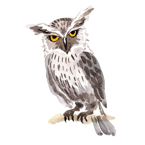 Sky bird owl in a wildlife by watercolor style isolated. - Valokuva, kuva