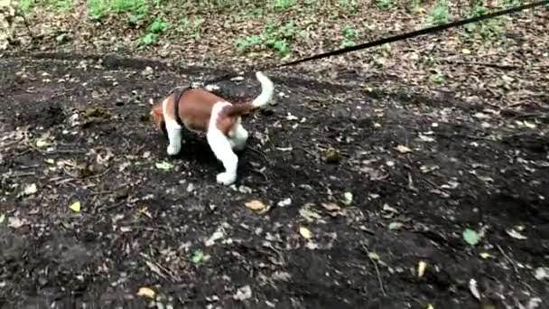 Walijski Springer Spaniel szczeniak w lesie - Materiał filmowy, wideo