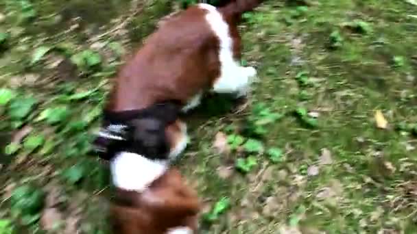 Welsh Springer Spaniel pup ervaren water - Video