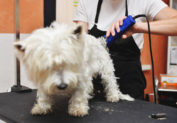 Grooming dog of West Highland White Terrier - Photo, Image