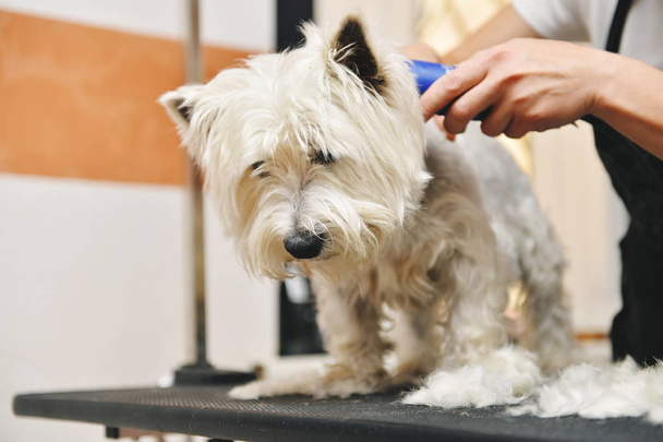 A West Highland White Terrier kutya ápolás - Fotó, kép