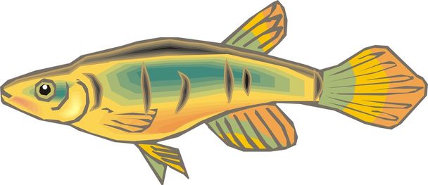 Красиво риби вектор
 - Вектор, зображення