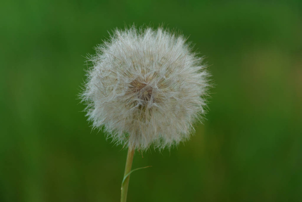 nature dandelion  background - Photo, Image