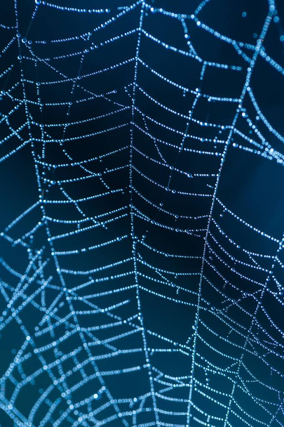 Wet spider web macro - Photo, Image