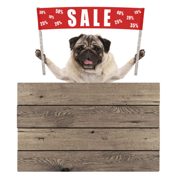 happy cute pug puppy dog holding up red banner sign with text sale % off, with wooden board  - Фото, изображение