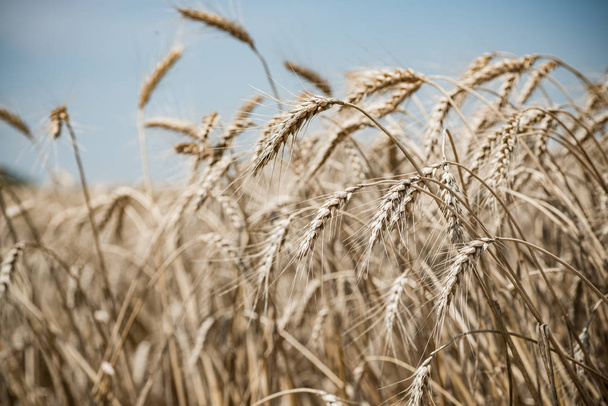 Campo de trigo en verano
 - Foto, Imagen