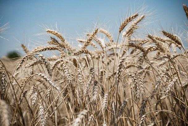 pšeničné pole v letním období - Fotografie, Obrázek