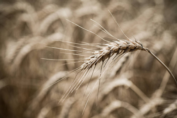 Champ de blé en été
 - Photo, image