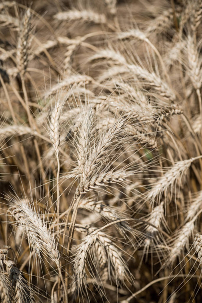 Campo de trigo en verano
 - Foto, imagen