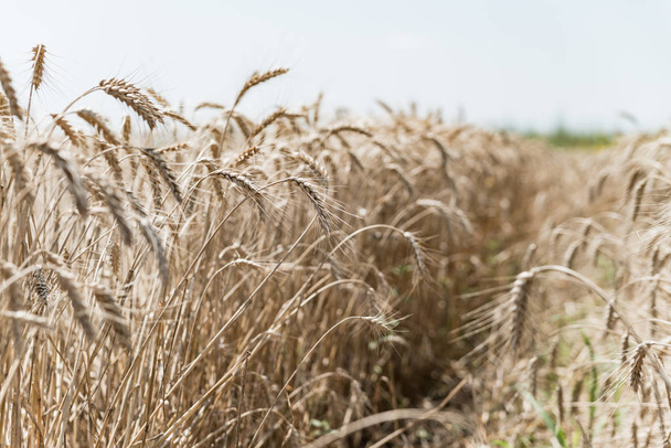 Пшеничне поле в літній час
 - Фото, зображення