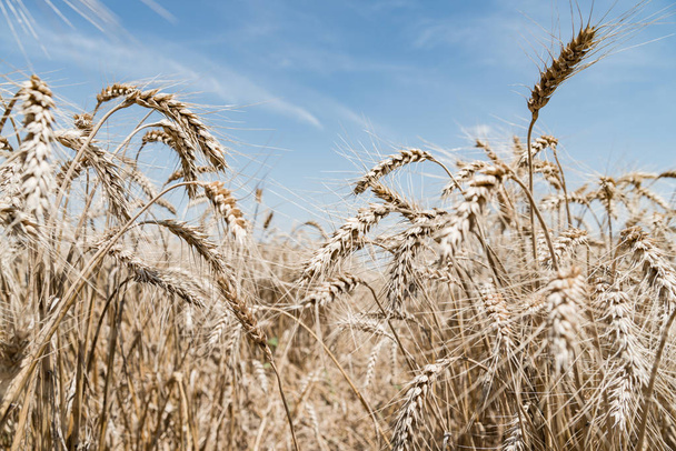 Campo di grano durante l'estate
 - Foto, immagini