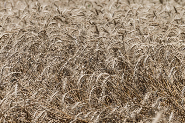 Пшеничное поле в летнее время
 - Фото, изображение