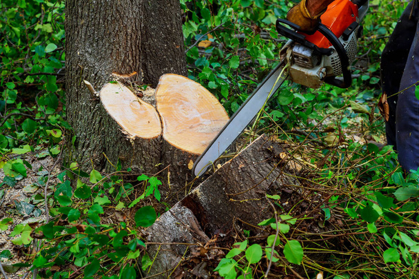 L'uomo taglia l'albero con la motosega
 - Foto, immagini