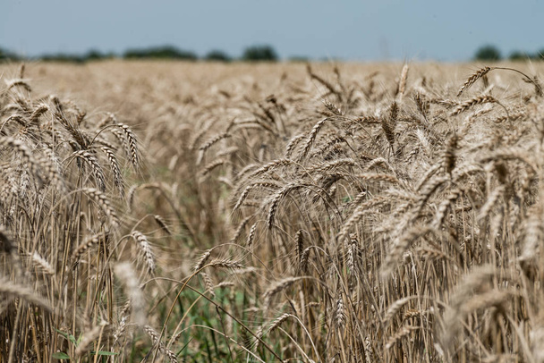 Campo de trigo en verano
 - Foto, Imagen