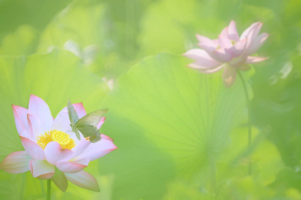beautiful summer pink lotus with nice background - Photo, Image