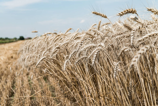 Пшеничное поле в летнее время
 - Фото, изображение
