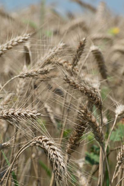 pšeničné pole v letním období - Fotografie, Obrázek