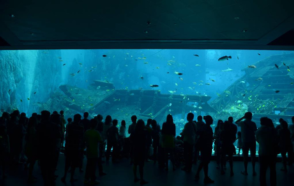 Auditeurs d'aquarium à Singapour
 - Photo, image