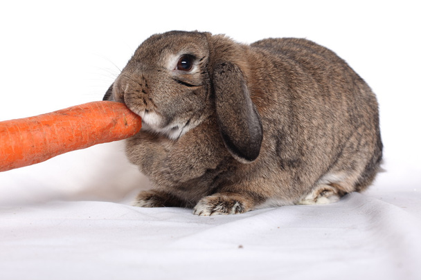 Adorable rabbit with carrot isolated on a white - Foto, Imagen