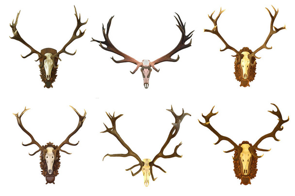 kolekce z obrovské red deer Bucku lovecké trofeje - Fotografie, Obrázek