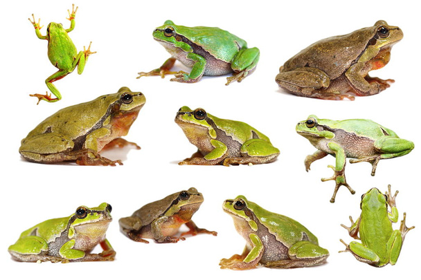 собрание изолированных зеленых древесных лягушек
 - Фото, изображение