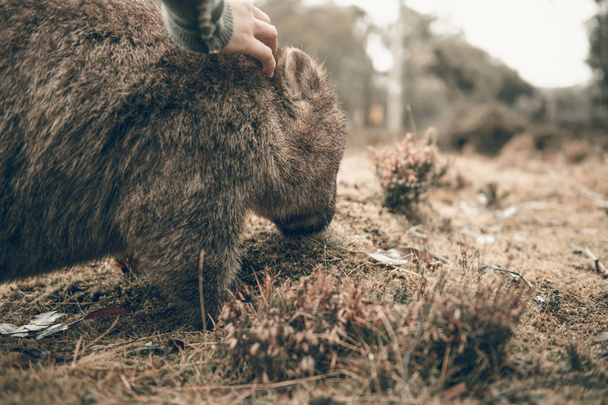 Adorable wombat grande durante el día en busca de hierba para comer
 - Foto, imagen