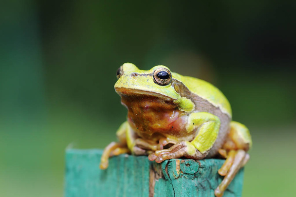 full length image of green tree frog - Photo, Image